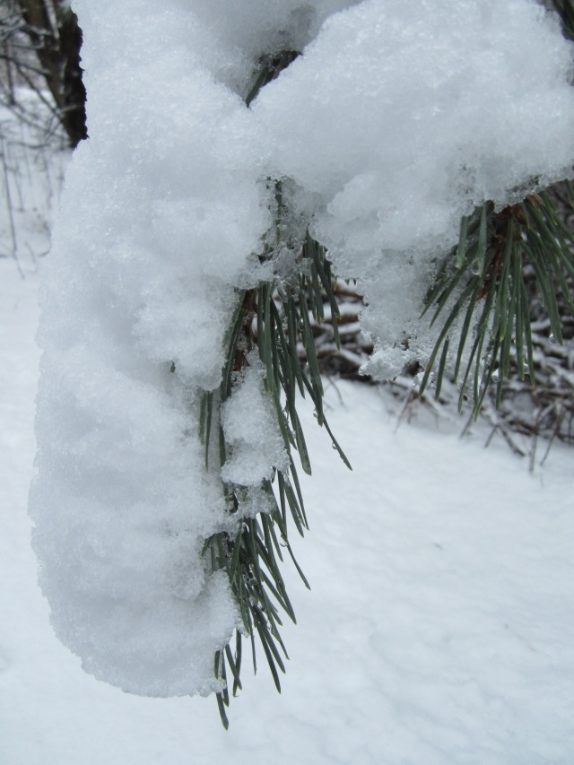 Heavy snow on an evergreen branch
