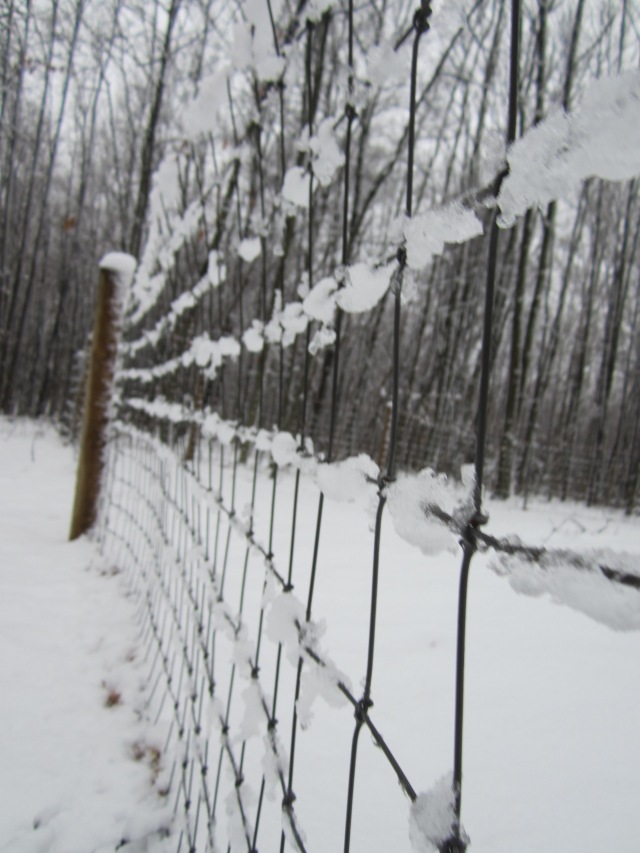 Snow on a wire fence
