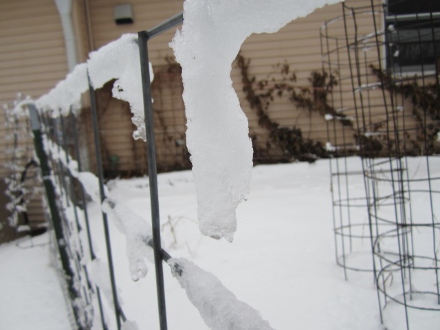 Heavy snow on our fence