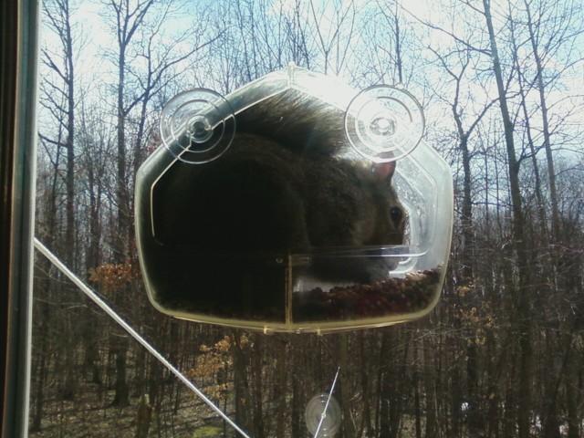 Squirrel in the window feeder