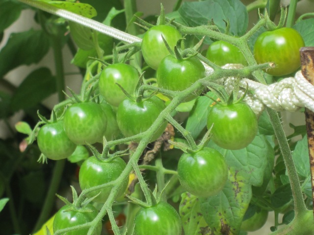 Cherry Tomatoes waiting to ripen