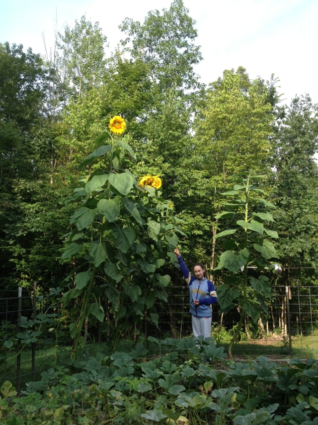 Sarah and the Sunflowers